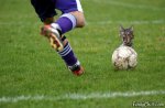 football-cat-kick.jpg