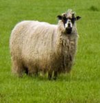 sheep2.jpg